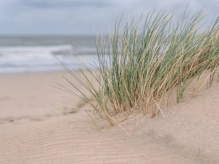 Wind, Grassy Dunes And Distant Ocean For Deep Sleep