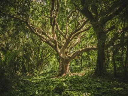 Wind Gust Trees, Whispering Forest Breeze