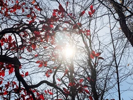 Wind In The Branches  (Ten-Minute Meditation)