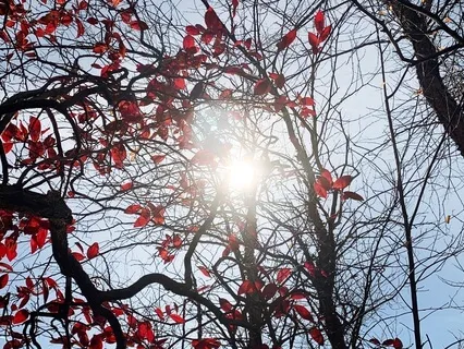Wind In The Branches (One-Hour Meditation)
