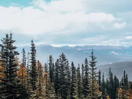 Wind In The Cedars: Native Flute For Deep Earth Connection