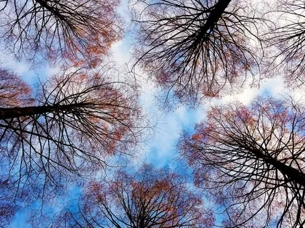 Wind In The Trees | Nature's White Noise | Meditation & Relaxation