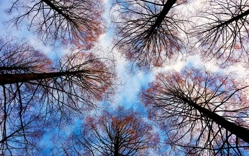 Wind In The Trees: Pure Nature Sounds