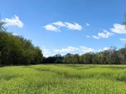 Wind In The Trees, Sky Above: A Mindfulness Practice