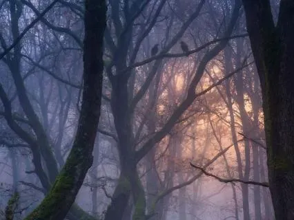 Wind In Trees For Calm And Sleep