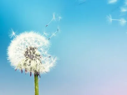 Wind Music To Tap Into Your Brilliance And Kindness