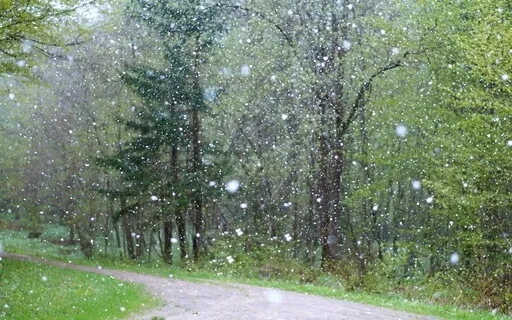 Wind, Rain, Trees & Snow | Natural White Noise