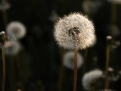 Wind Sounds For Deep Sleep