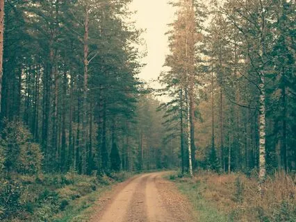 Wind Through The Pines