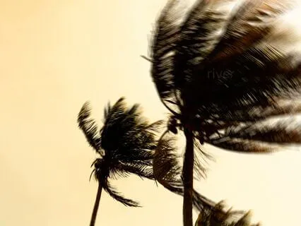 Wind Through The Trees Meditation