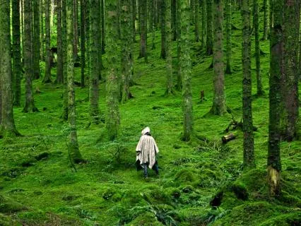 Wind Through Trees for Deep Sleep & Relaxation