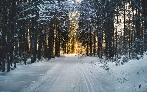Wind Through Winter Branches 