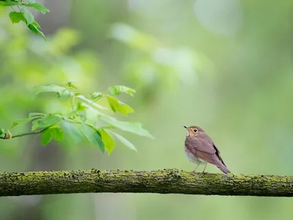 Winds And The Wonder