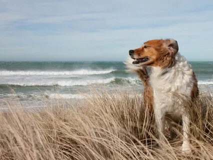 Windy Day At The Beach