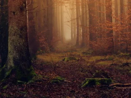 Windy Leaves Falling In The Forest (10-min Relax Fast)