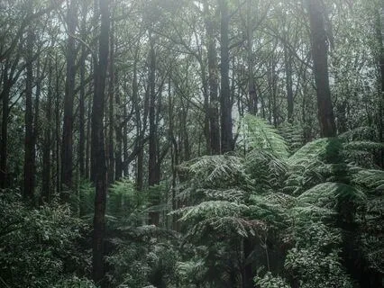 Windy Storm Anxiety Pain Relief Binaural Healing Frequencies