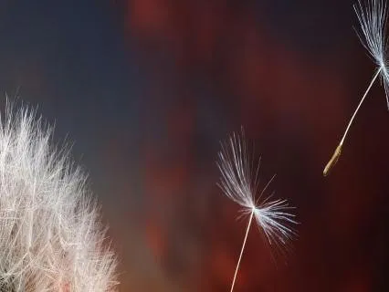 Windy Voices