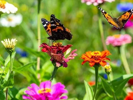 Wings Are Beginning To Unfold