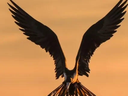 Wings Spread - Song Of The Phoenix