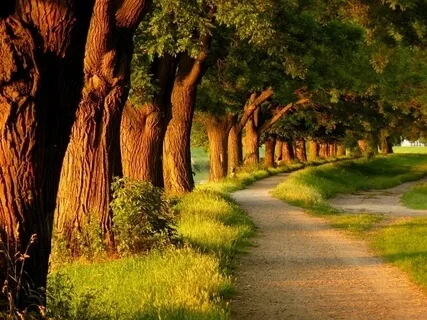 Winnie The Pooh - Introduction & Chapter One