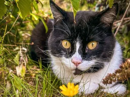 Winston’s Gentle Purr Into Sleep