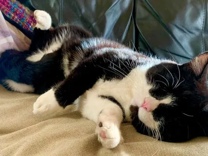 Winston’s Purrfect Brushing Session