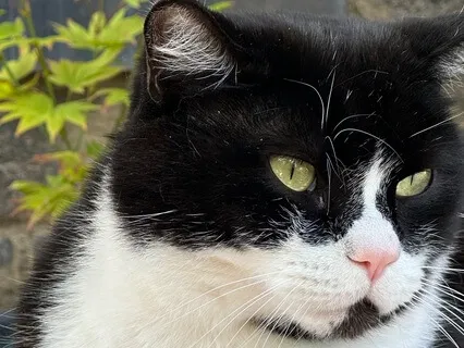 Winston The Cat Eats Biscuits – Gentle ASMR For Relaxation