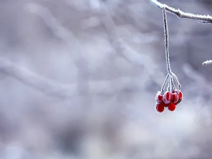 Winter - A Meditative Musing On Seasonal Presence