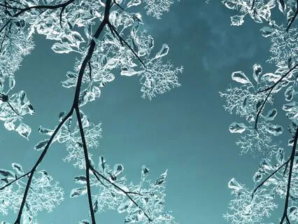 Winter: After the Ice Storm