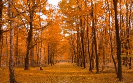 Winter Blues (S.A.D.) EFT Tapping Meditation