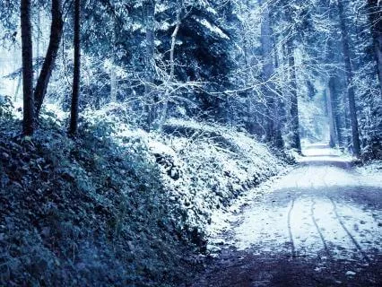 Winter Forest Serenity: Gentle Sleet And Distant City Hum