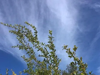 Winter Grounding Embodiment Meditation