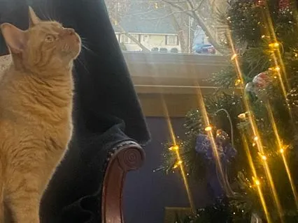 Winter Healing Visualization