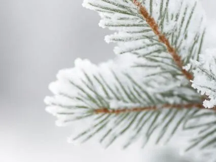 Winter Meditation: A Journey Of Reflection And Renewal