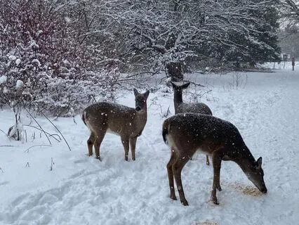 Winter Meditation