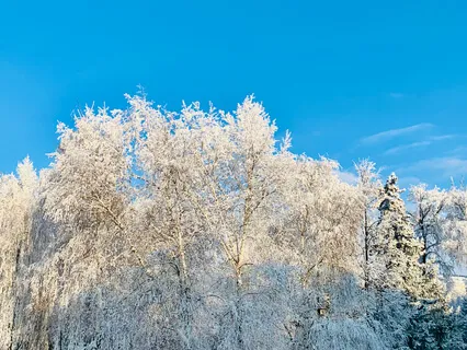 Winter Morning