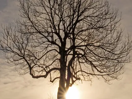 Winter Morning Light: Gentle Awakening For The Shorter Day