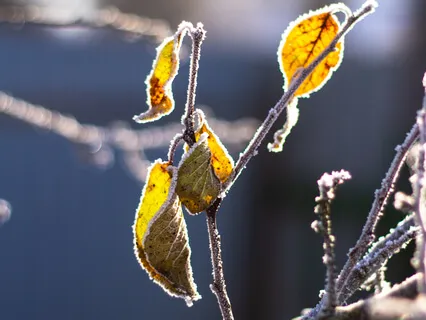 Winter Morning Retreat
