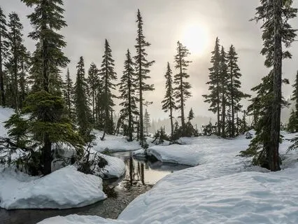 Winter Nature Soundscape For A Peaceful Christmas Spirit
