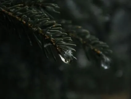 Winter Rain At The Alpine Bookshop Inn: Sleep Journey