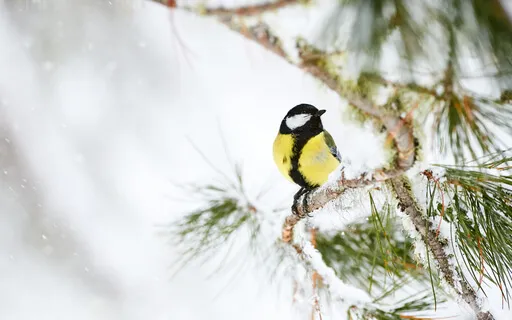 Winter Renewal - Heading Into A New Year