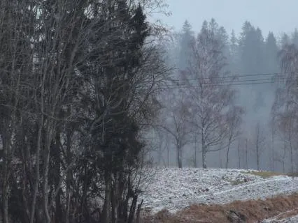 Winter's Quiet Embrace: Peaceful Snowfall In A Silent Forest