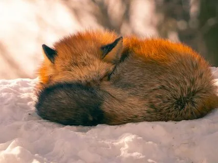 Winter Sanctuary Yoga Nidra