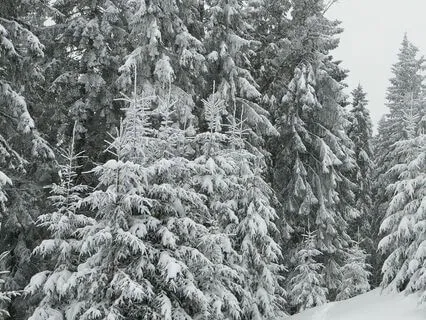 Winter Solstice Or Yule Cozy Chat