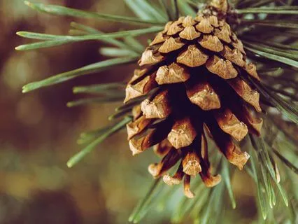 Winter Solstice Reflection  - Dec 21