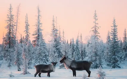 Winter Solstice Yoga Nidra