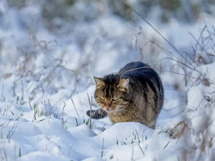 Winter Solstice Yoga Nidra For Warmth