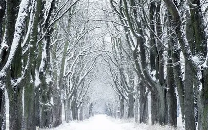 Winter Solstice Yoga Nidra: Rested And Rooted