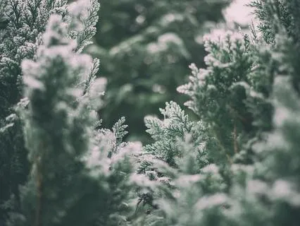 Winter Solstice Yoga Nidra