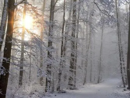 Winter Stillness: A Journey Into Snow Quartz